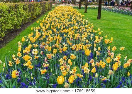 Rows of daffodils, bluebells and tulips flowerbed at spring day