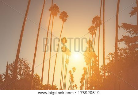 Palm trees in Beverly hills with sunset sun beam