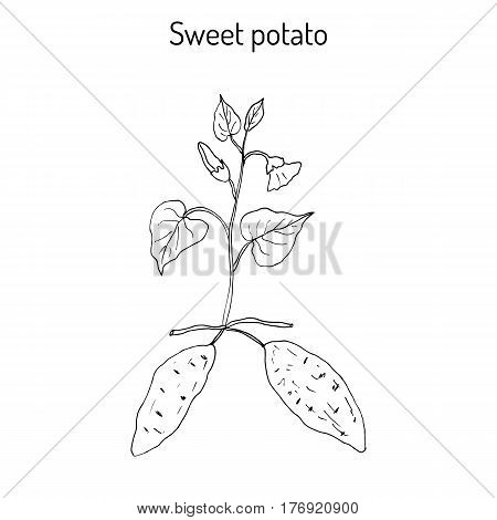 Sweet Potato ipomoea batatas . Hand drawn botanical vector illustration