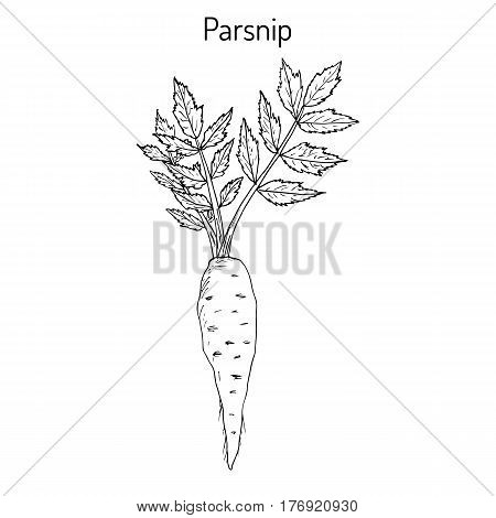 Parsnip pastinaca sativa , root vegetable, hand drawn vector botanical illustration