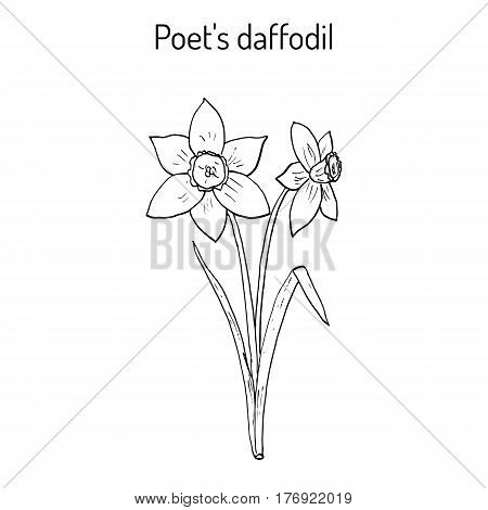 Narcissus, or daffodil, daffadowndilly, jonquil  Hand drawn botanical vector illustration