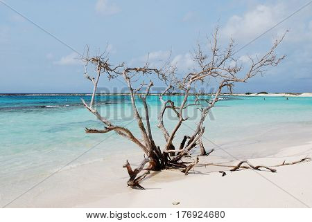 The white sand beaches of Baby Beach with a driftwood tree.