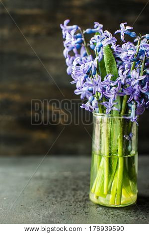 Spring Concept With Hyacinth