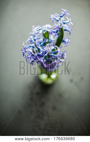 Spring Concept With Hyacinth