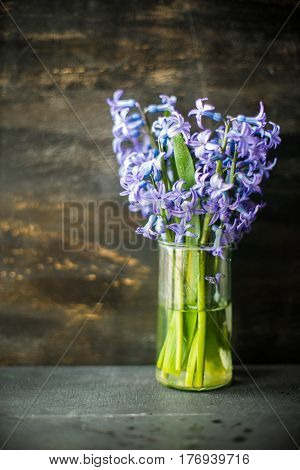 Spring Concept With Hyacinth