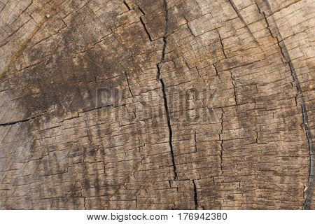 Tree bark background and texture. Wood texture of cut tree trunk. Abstract texture and background for designers. Closeup view of wood lines and circles.