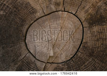 Tree bark background and texture. Wood texture of cut tree trunk. Abstract texture and background for designers. Closeup view of wood lines and circles.