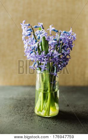 Spring Concept With Hyacinth
