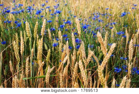 Weizenfeld mit blauen Blüten
