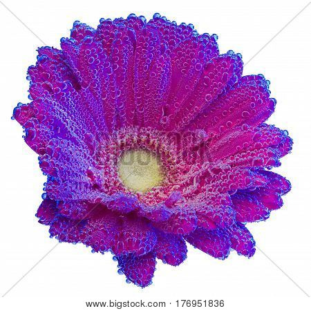 Red Gerbera jamesonii flower underwater with air bubbles isolated on white background.