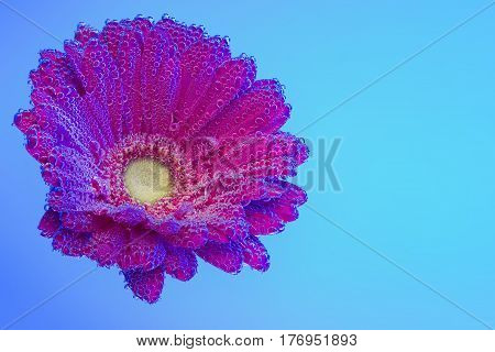 Red Gerbera jamesonii flower underwater with air bubbles on cyan-blue background