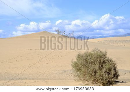 Dunes of Maspalamoas on the Canary Island Gran Canaria, Spain.
