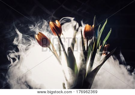 A Tulip In Smoke