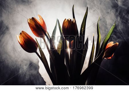 A Tulip In Smoke