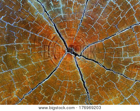 crack on section cross of body tree