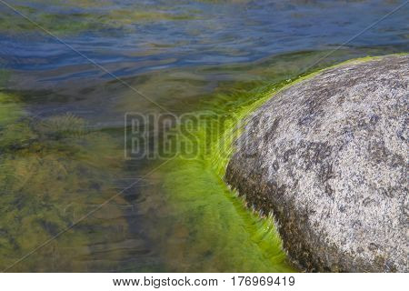 Algae polluted water and black shine stones