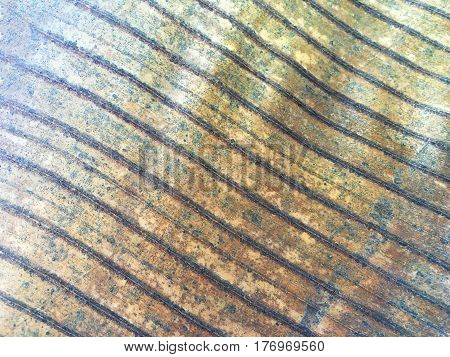 texture of banana leaf in general nature