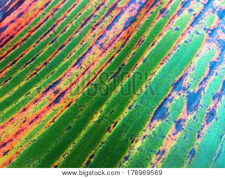 texture of banana leaf in general nature