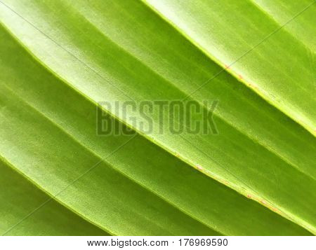 texture of banana leaf in general nature