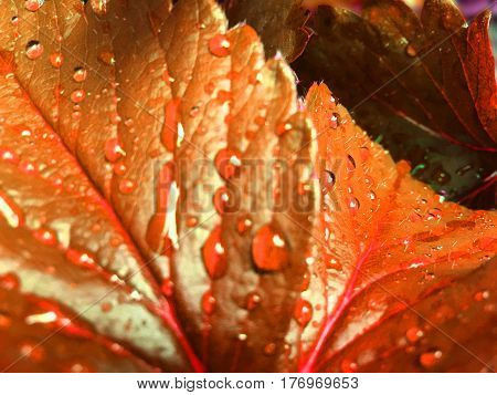 water drop on strawberry leaf in nature