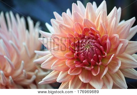 Closeup of a Pale Pink Dahlia at Manito Park, Spokane, Washington