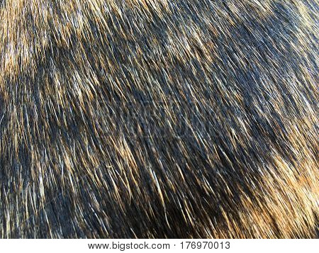texture of fur hair of black and brown cat