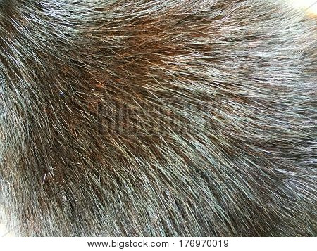 texture of fur hair of black and brown cat