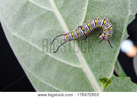 Closeup To Larva Plain Tiger Butterfly Caterpillar, Danaus Chrysippus