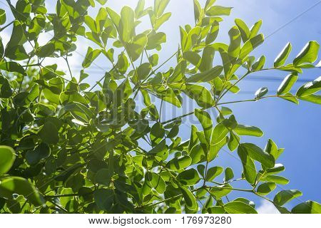 abstract tree on sun lgiht filter and blue sky - can use to display or montage on product