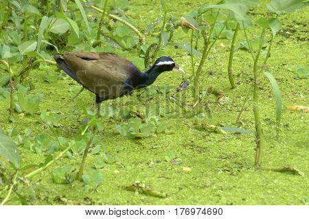Bronze-winged Jacana Bird Metopidius indicus walking beside green leaves