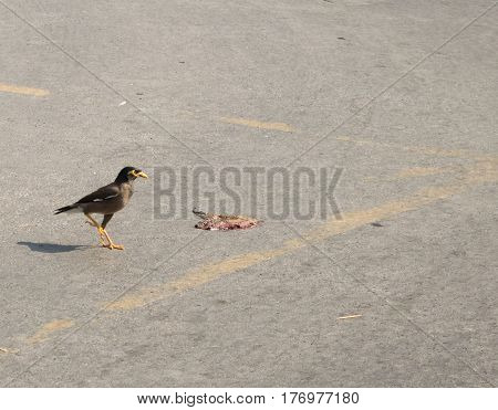 Birds watching dead birds On the street guarding a friend.
