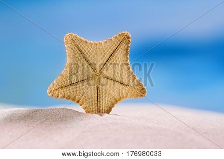 rare deepwater starfish with ocean, on white sand beach, sky and seascape, shallow dof