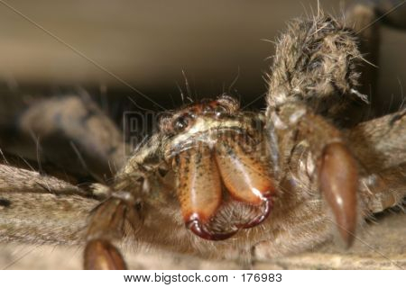 Terénu Spider - Ekvádor