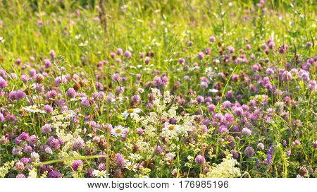 Abundance of blooming wild flowers on the meadow at summer.