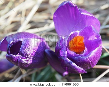 Purple spring crocus Crocus vernus in the park. Saffron flower. Close Up