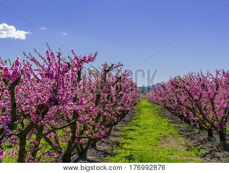 Blossoming peach tree in Aitona a beautiful town in Catalonia Spain. Flowers sprout during the spring and the landscape is transformed. The fields flowered transmit sensations positive and of hope.