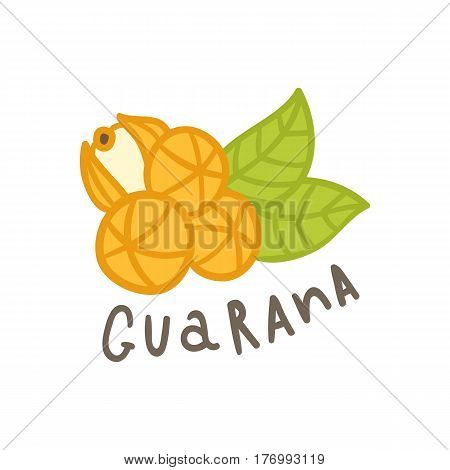 Guarana superfood isolated on white. Vector hand drawn illustration