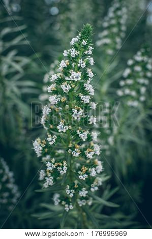 close up of lossoming flower in spring with very shallow focus