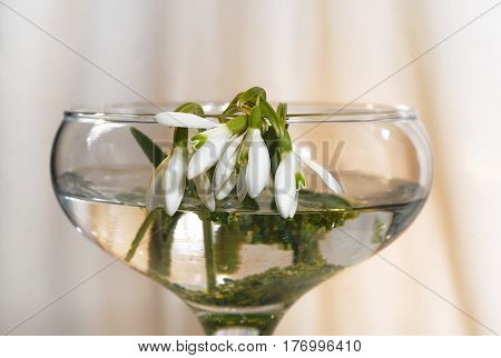 The earliest spring flowers. Snowdrops. Sweethearted nature.