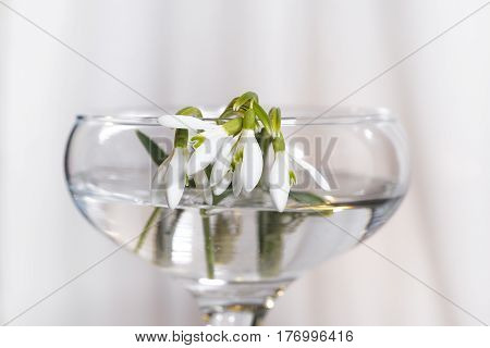 The earliest spring flowers. Snowdrops. Sweethearted nature.