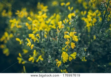 close up of lossoming flower in spring with very shallow focus