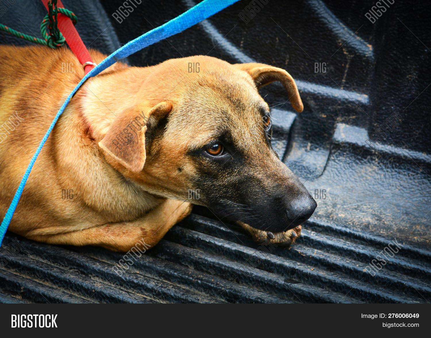 Sick Animal Dog Sick Image & Photo (Free Trial) Bigstock
