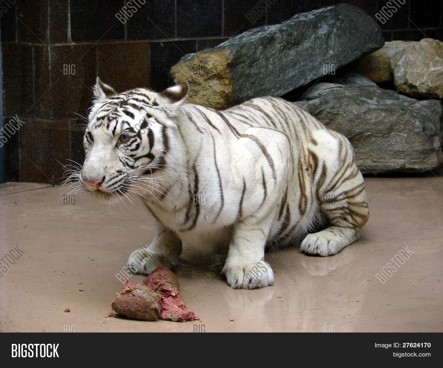 Snow Leopard Eating Image & Photo (Free Trial) | Bigstock