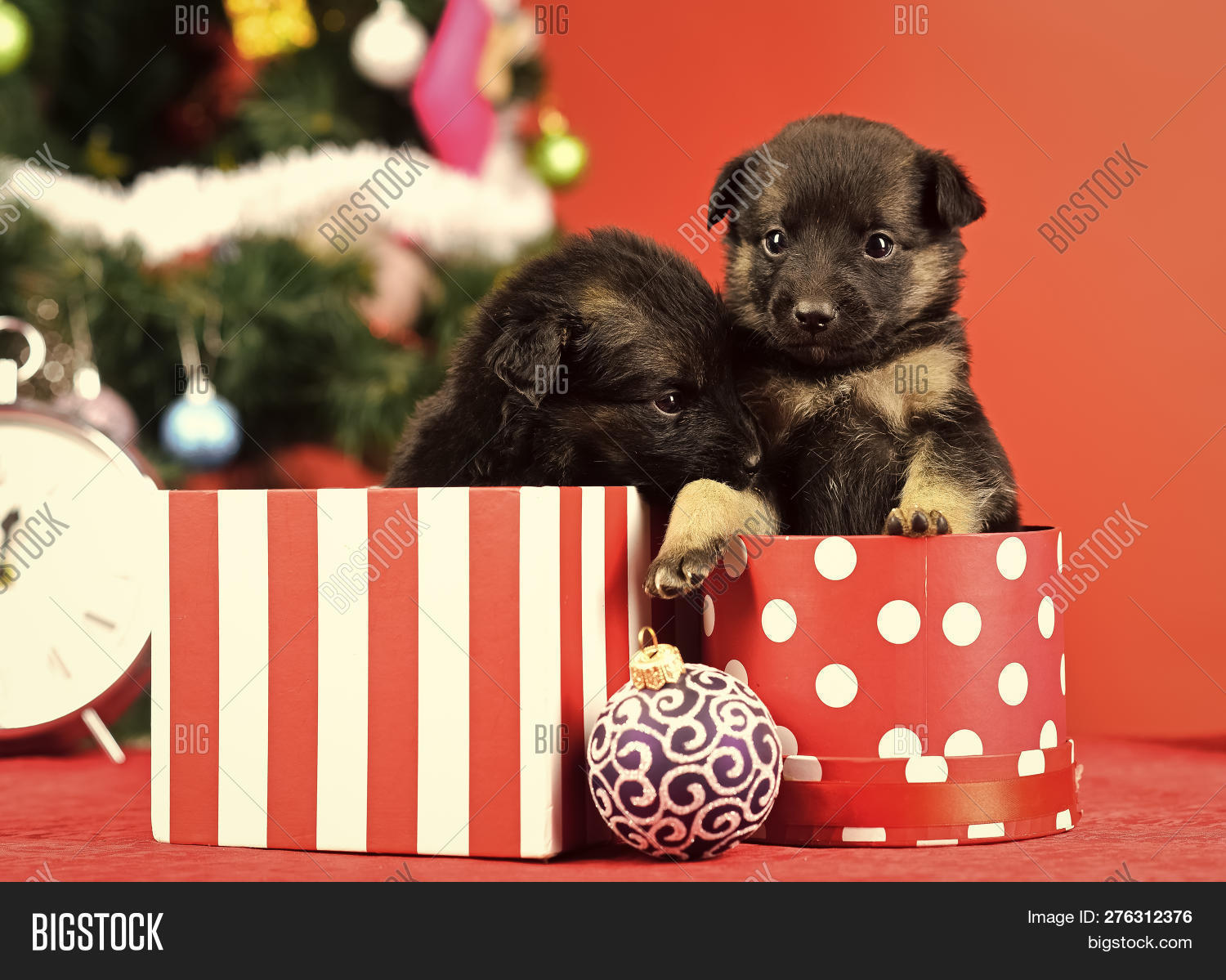New Year, Cute Puppy Image & Photo (Free Trial) Bigstock