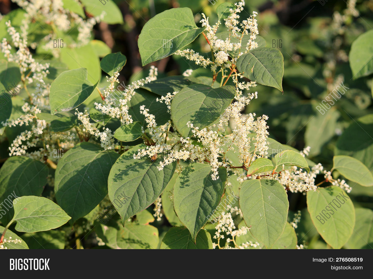 Fallopia Japonica Image & Photo (Free Trial) | Bigstock