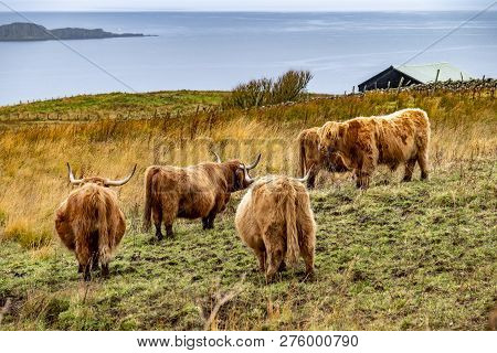 Highland Cattle - Bo Ghaidhealach -heilan Coo - A Scottish Cattle Breed With Characteristic Long Hor