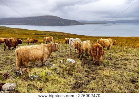 Highland Cattle - Bo Ghaidhealach -heilan Coo - A Scottish Cattle Breed With Characteristic Long Hor