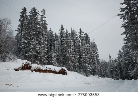 The Magical Snowy Pine Forest In The Mountains Near Lake Amut Of The Khabarovsk Territory. Russia. B