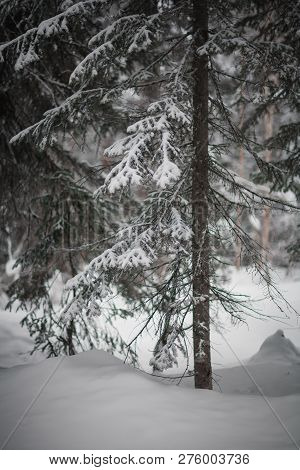 The Magical Snowy Pine Forest In The Mountains Near Lake Amut Of The Khabarovsk Territory. Russia. B