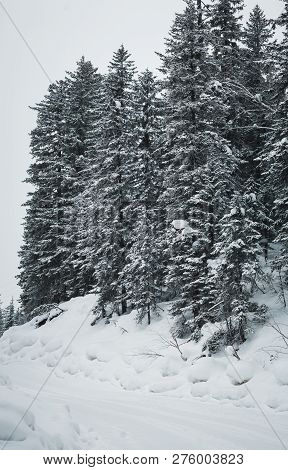 The Magical Snowy Pine Forest In The Mountains Near Lake Amut Of The Khabarovsk Territory. Russia. B